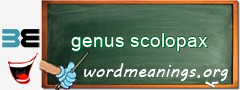 WordMeaning blackboard for genus scolopax